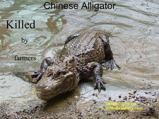 Image found via animalsgallery.com Chinese Alligator Killed by farmers 