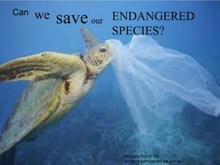 Images found via anzang.samuseum.sa.gov.au Can we save our ENDANGERED SPECIES? 