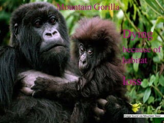 Image found via Mountain Seer Mountain Gorilla Dying   because of habitat   loss 