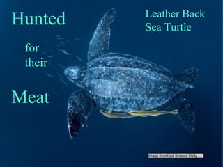 Image found via Science Daily  Hunted for their Meat Leather Back Sea Turtle 