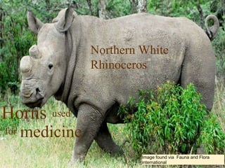 Image found via  Fauna and Flora international Horns used for medicine Northern White Rhinoceros 