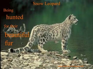 Image found via snow leopard trust Snow Leopard Being   hunted for their beautiful fur 