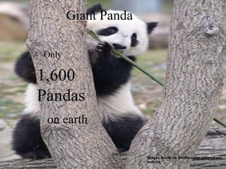 Images found via Smithsonian national zoo website Only 1,600 Pandas on earth Giant Panda 