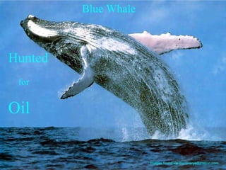 Images found via discoveryeducation.com Blue Whale Hunted   for Oil 