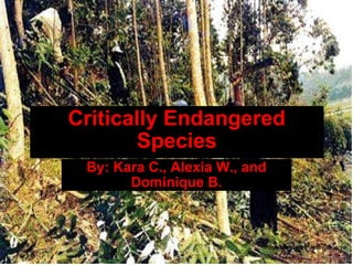 Critically Endangered Species By: Kara C., Alexia W., and Dominique B. image found via Sunday observer 