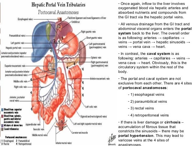 Karaciger Safra Pankreas Histoloji Ve Anatomisi Karaciger Safra Pankreas Histoloji Ve Anatomisi