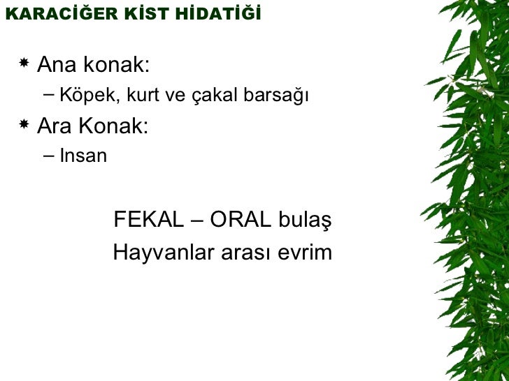 Fekal oral Fekal oral