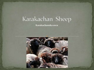 Karakachan  Sheep    Karakachanskaovca 