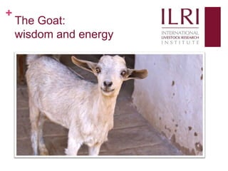 Social media, research and development: 10 weeks as a KMIS intern at ILRI