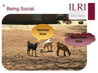 Social media, research and development: 10 weeks as a KMIS intern at ILRI