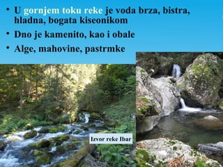
U gornjem toku reke je voda brza, bistra,
hladna, bogata kiseonikom

Dno je kamenito, kao i obale

Alge, mahovine, pastrmke
Izvor reke Ibar
 