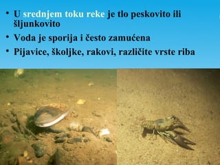 
U srednjem toku reke je tlo peskovito ili
šljunkovito

Voda je sporija i često zamućena

Pijavice, školjke, rakovi, različite vrste riba
 
