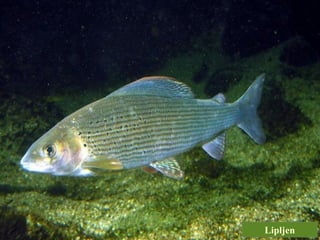 Lipljen
 