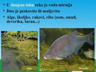 
U donjem toku reke je voda mirnija

Dno je peskovito ili muljevito

Alge, školjke, rakovi, ribe (som, smuđ,
deverika, šaran...)
Alge Deverika
 