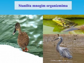 Staništa mnogim organizmima
 