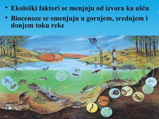 
Ekološki faktori se menjaju od izvora ka ušću

Biocenoze se smenjuju u gornjem, srednjem i
donjem toku reke
 