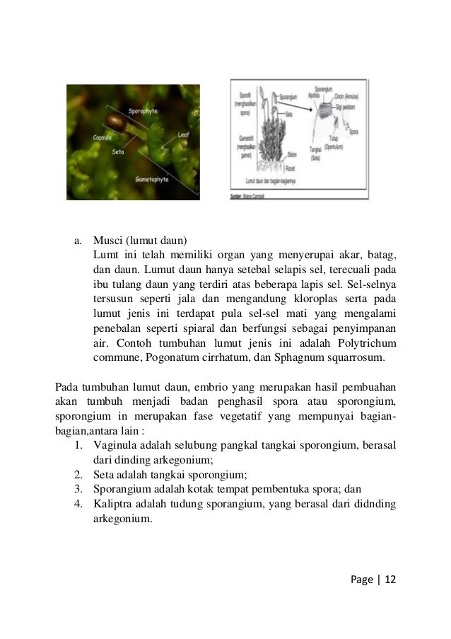 Karakteristik Tumbuhan Lumut