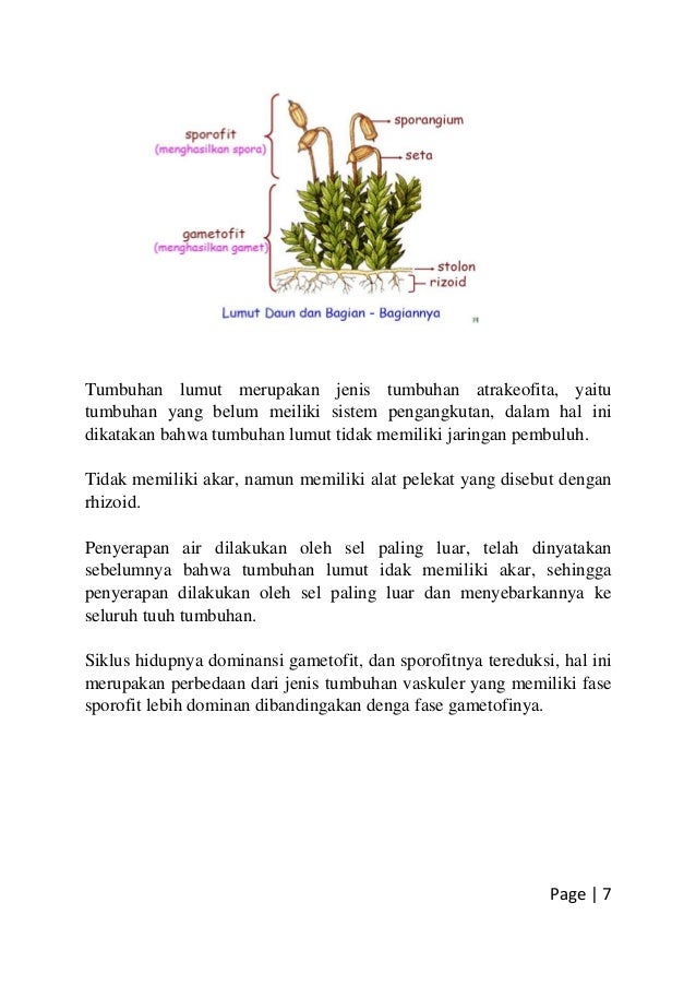 Karakteristik Tumbuhan Lumut