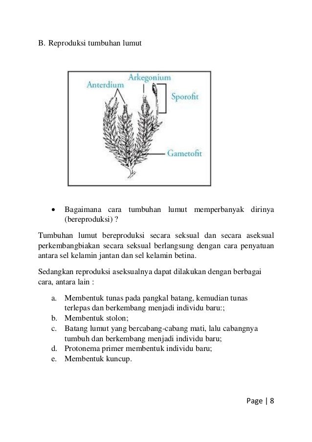 Karakteristik tumbuhan lumut