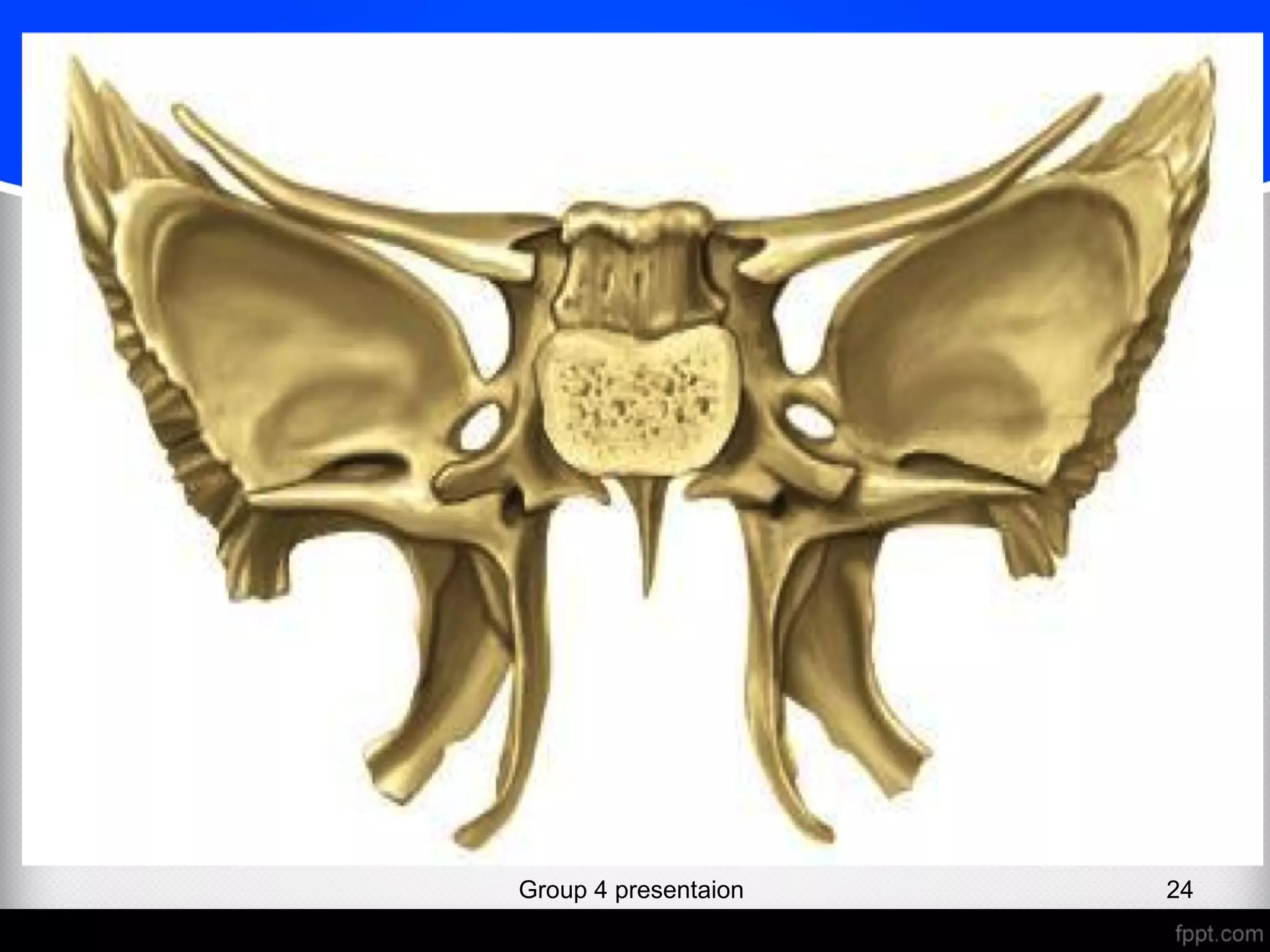 Sphenoid bone (osteology) | PPT