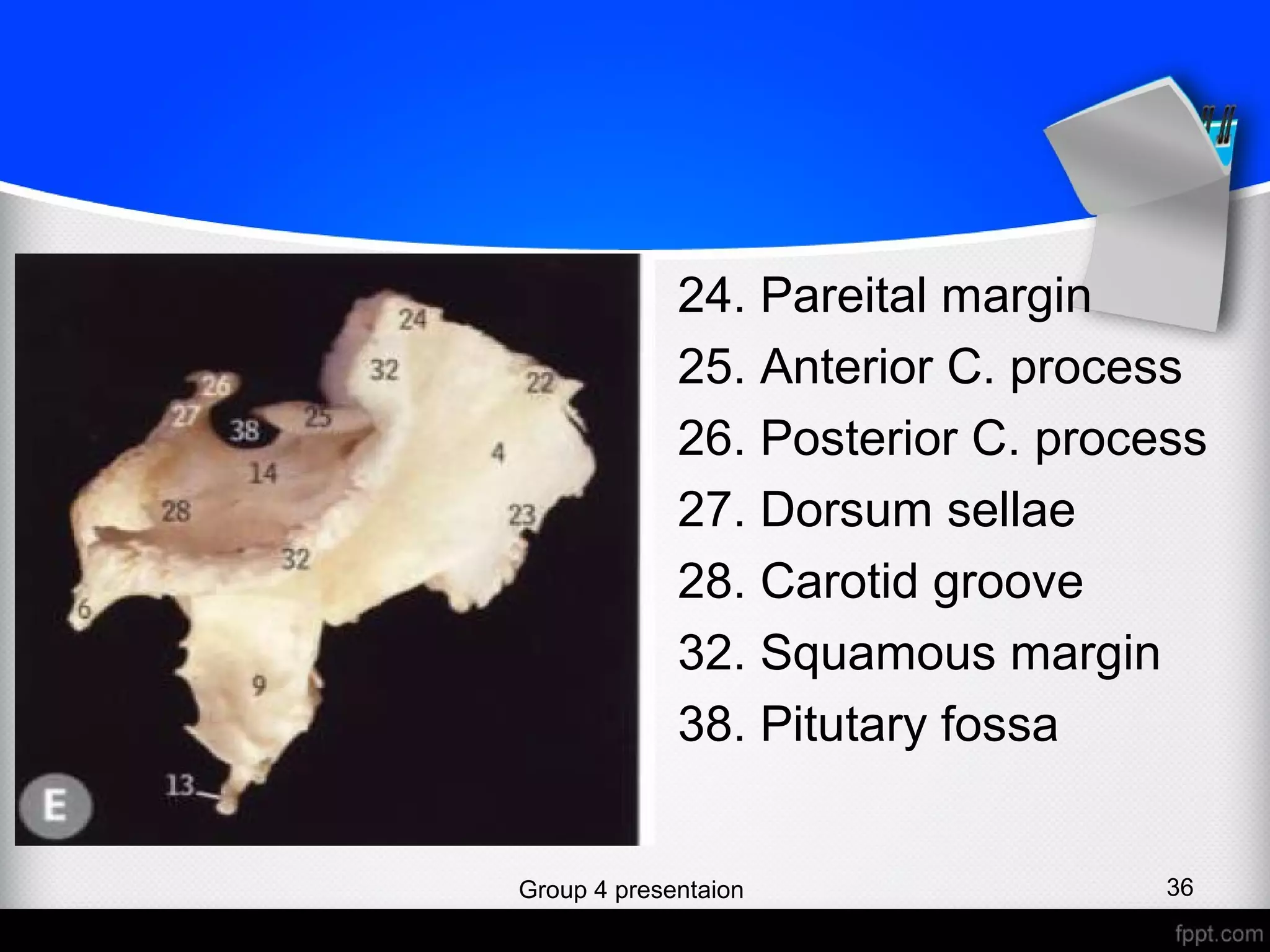Sphenoid bone (osteology) | PPT