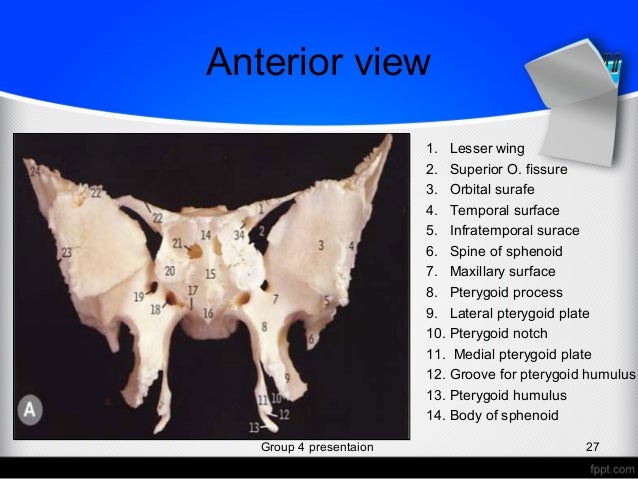 sphenoid bone