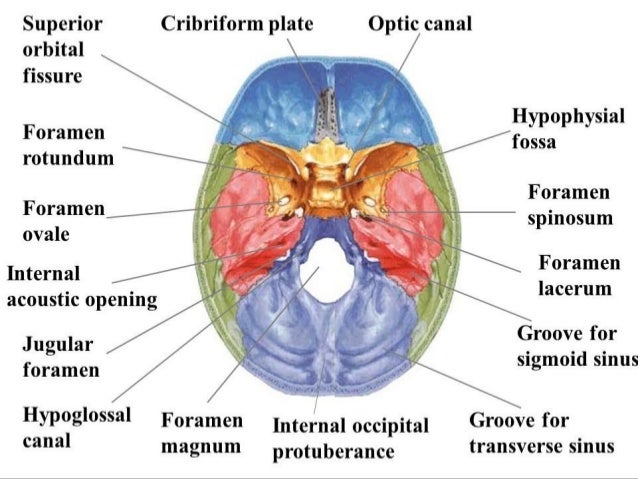 Facial nerve picture