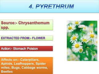 Affects on:- Caterpillars,
Aphids, Leafhoppers, Spider
mites, Bugs, Cabbage worms,
Beetles
 