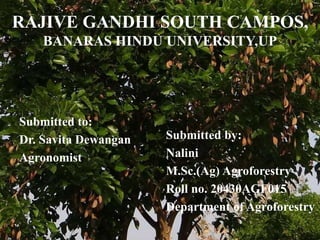 RAJIVE GANDHI SOUTH CAMPOS,
BANARAS HINDU UNIVERSITY,UP
Submitted to:
Dr. Savita Dewangan
Agronomist
Submitted by:
Nalini
M.Sc.(Ag) Agroforestry
Roll no. 20430AGF015
Department of Agroforestry
 