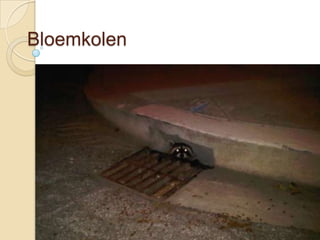 Bloemkolen
 