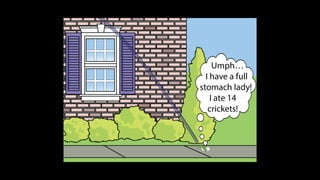 Karate frog fully illustrated