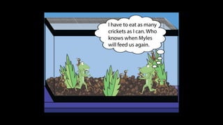 Karate frog fully illustrated