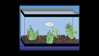 Karate frog fully illustrated