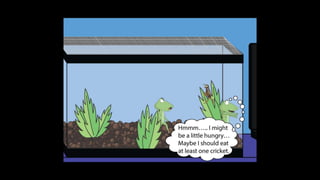 Karate frog fully illustrated