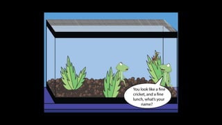 Karate frog fully illustrated