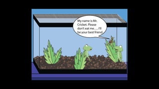 Karate frog fully illustrated