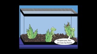 Karate frog fully illustrated