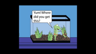 Karate frog fully illustrated