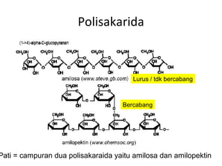 Polisakarida
Lurus / tdk bercabang
Bercabang
Pati = campuran dua polisakaraida yaitu amilosa dan amilopektin
 