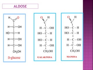 ALDOSE
C
C OHH
C HHO
C OHH
C OHH
CH2OH
D-glucose
OH H
C
H – C – OH
HO – C – H
HO – C – H
CH OH
H – C – OH
2
O
GALAKTOSA
H
C
HO – C – H
HO – C – H
H – C – OH
CH OH
H – C – OH
2
O
MANOSA
 