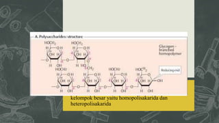 POLISAKARIDA
•Polisakarida dinamakan juga glikan.
•Polisakarida dapat dikelompokkan menjadi dua
kelompok besar yaitu homopolisakarida dan
heteropolisakarida
 