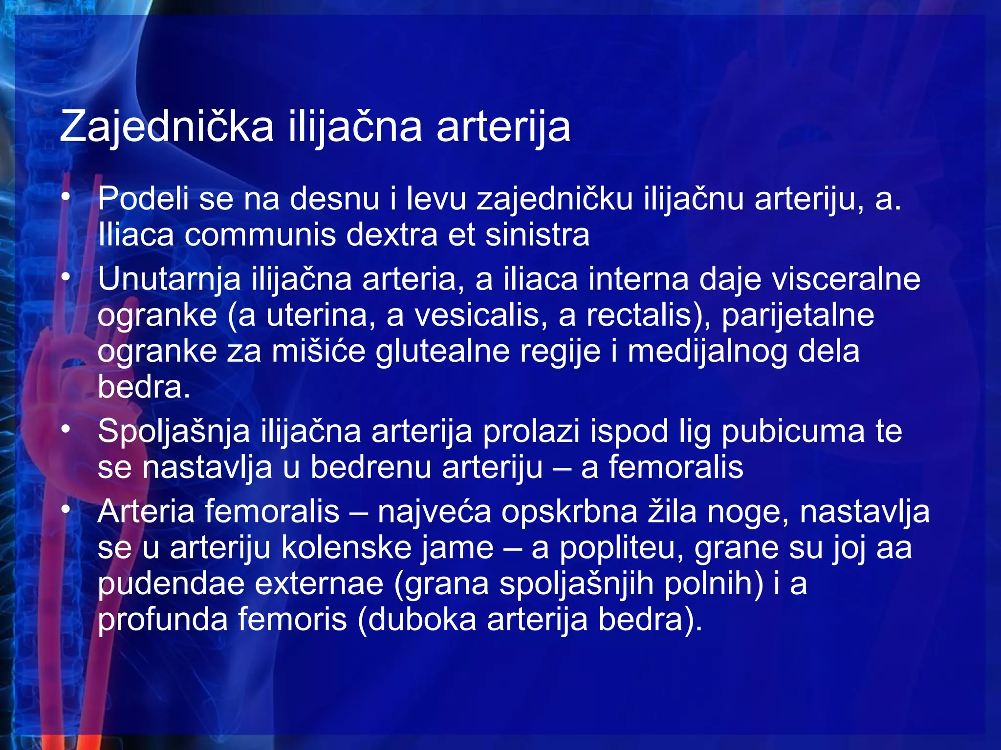 Zajednička ilijačna arterija
• Podeli se na desnu i levu zajedničku ilijačnu arteriju, a.
Iliaca communis dextra et sinistra
• Unutarnja ilijačna arteria, a iliaca interna daje visceralne
ogranke (a uterina, a vesicalis, a rectalis), parijetalne
ogranke za mišiće glutealne regije i medijalnog dela
bedra.
• Spoljašnja ilijačna arterija prolazi ispod lig pubicuma te
se nastavlja u bedrenu arteriju – a femoralis
• Arteria femoralis – najveća opskrbna žila noge, nastavlja
se u arteriju kolenske jame – a popliteu, grane su joj aa
pudendae externae (grana spoljašnjih polnih) i a
profunda femoris (duboka arterija bedra).
 