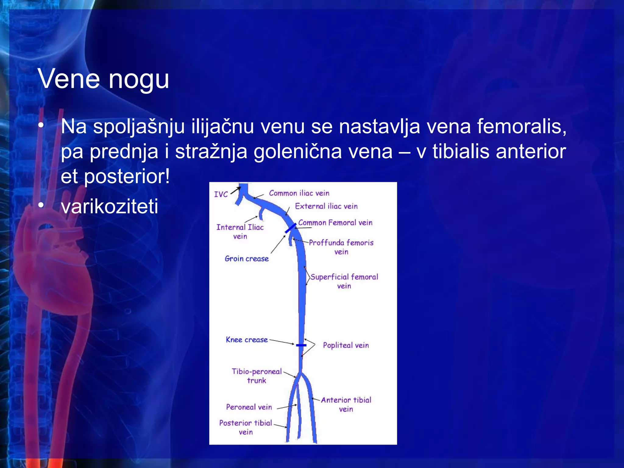 Vene nogu
• Na spoljašnju ilijačnu venu se nastavlja vena femoralis,
pa prednja i stražnja golenična vena – v tibialis anterior
et posterior!
• varikoziteti
 