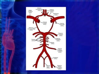  ANATOMIJA Kardiovaskularni sistem