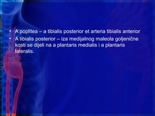 • A poplitea – a tibialis posterior et arteria tibialis anterior
• A tibialis posterior – iza medijalnog maleola goljenične
kosti se dijeli na a plantaris medialis i a plantaris
lateralis.
 