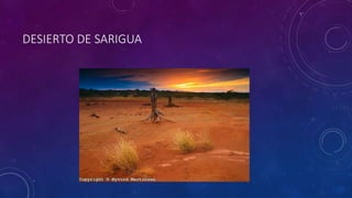 DESIERTO DE SARIGUA
 