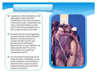  El grado de cambios hidrópicos en las
vellosidades y de proliferación
trofoblástica en las molas parciales es
menos pronunciado. Típicamente, hay
vasos y eritrocitos fetales y puede
existir evidencia macroscópica de un
feto, aunque siempre es no viable.
 Desde el punto de vista citogenético,
las molas parciales revelan triploidía
diándrica y la mayoría posee un
cariotipo 68 XXX o 69 XXY, que
proviene de una fertilización
dispérmica de un huevo haploide. Las
molas parciales 69 XYY son muy
infrecuentes y no se observan
concepciones 69 YYY.
 Una característica importante de las
molas parciales, comparadas con las
molas completas, es una tendencia
bastante menor a causar secuelas
malignas después de la evacuación
uterina, tal vez del 5%.
INCOMPLETA O PARCIAL:
 