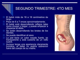 SEGUNDO TRIMESTRE: 4TO MES El bebé mide de 16 a 18 centímetros de largo.  Pesa de 6 a 7 onzas aproximadamente.  El bebé está desarrollando reflejos tales como chupar y tragar, y puede empezar a chuparse el dedo.  Se están desarrollando los brotes de los dientes.  Se puede identificar el sexo.  La piel tiene un color rosado fuerte, es transparente y está cubierta de un vello suave.  Aunque tenga una apariencia claramente humana, el bebé no podría sobrevivir fuera del cuerpo de su madre. 