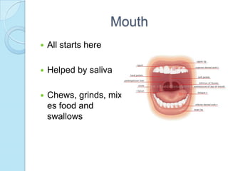 MouthAll starts hereHelped by saliva Chews, grinds, mixes food and swallows