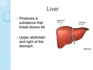 LiverProduces a substance that break downs fatUpper abdomen and right of the stomach